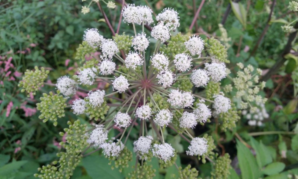 Angelica sylvestris